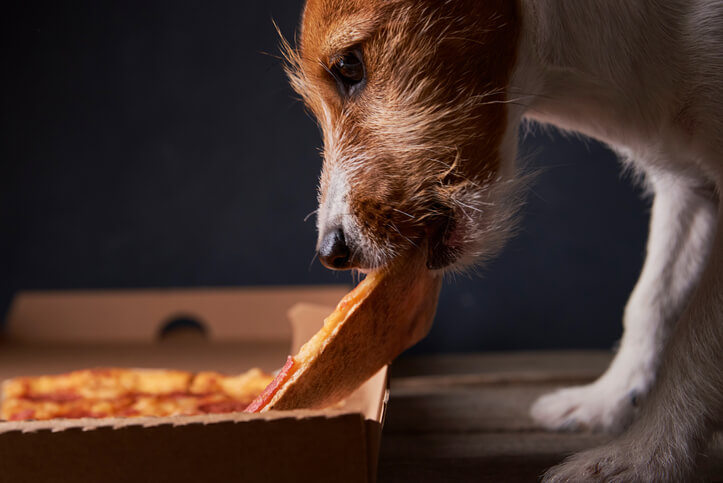 Should You Give Your Dog that Leftover Pizza Crust